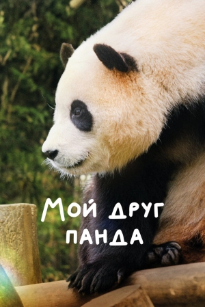 Мой друг панда 2024 онлайн
